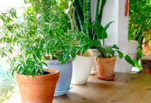 low-maintenance indoor plants for clean air