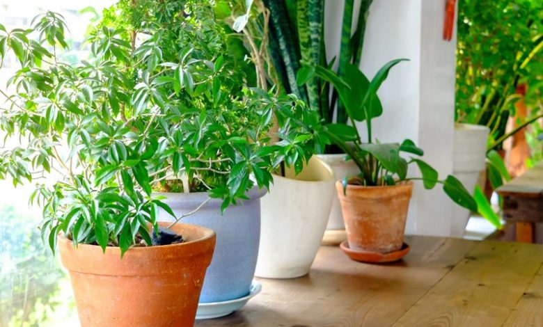 low-maintenance indoor plants for clean air